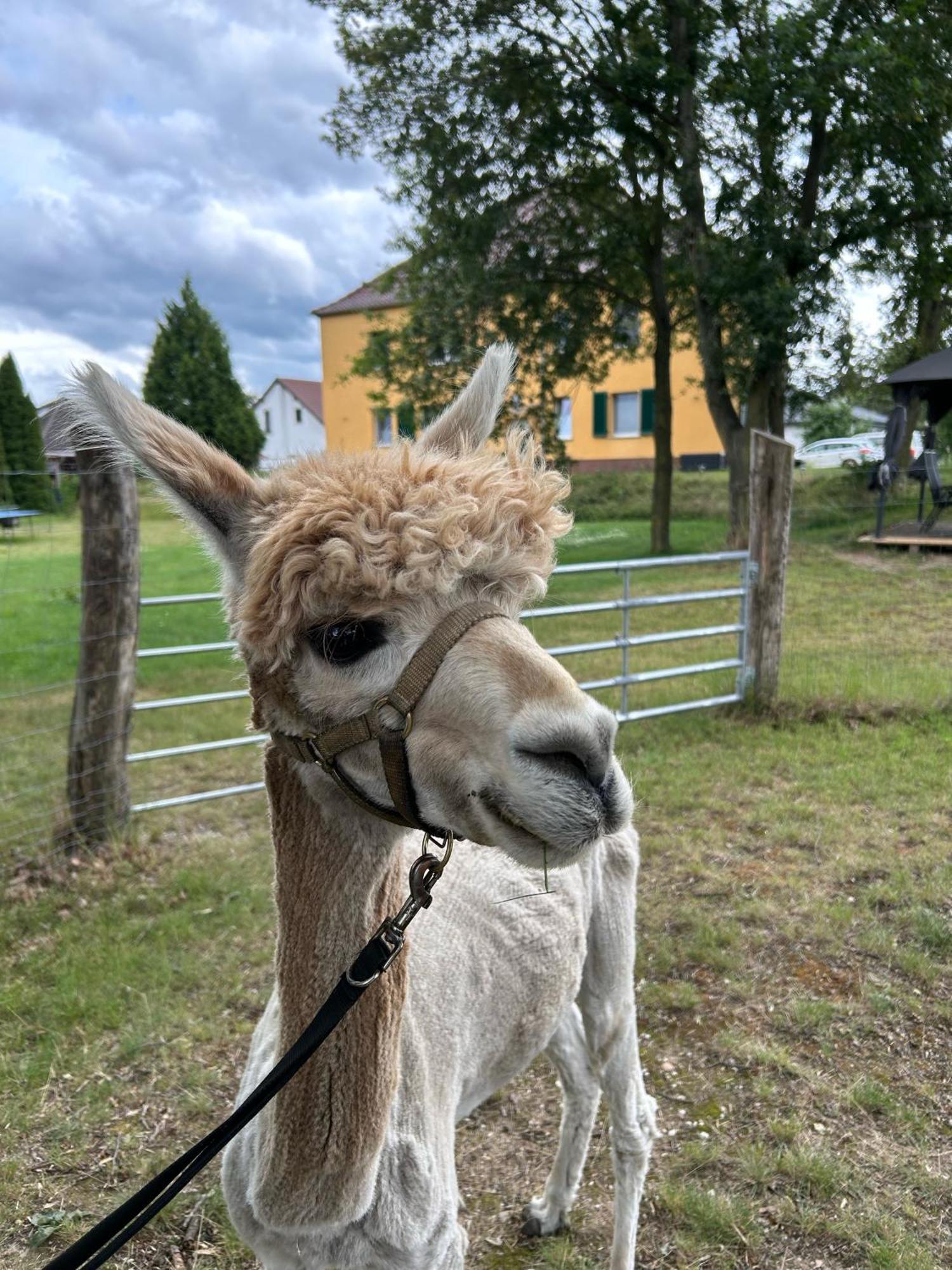 Gelbes Haus Seenland Xl